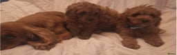 Cavapoo dogs for sale: Beautiful F1 Cavapoos - Advert 19
