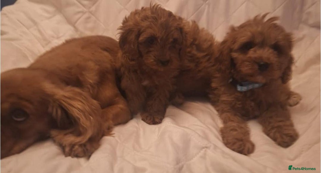 Cavapoo dogs for sale: Beautiful F1 Cavapoos - Advert 19