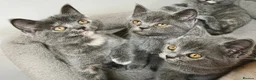 British Shorthair cats for sale: Stunning Rare Colours British Shorthair Kittens - Advert 10