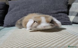 Mini Lop rabbits for sale: Beautiful Sister Mini Lops  - Image 8