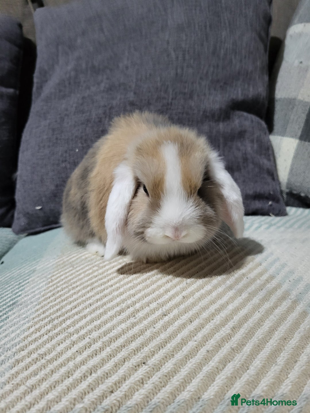 Mini Lop rabbits for sale: Beautiful Sister Mini Lops  - Image 8