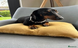 Miniature Dachshund dogs for sale: Quality KC Miniature Dachshund Puppies - Image 15