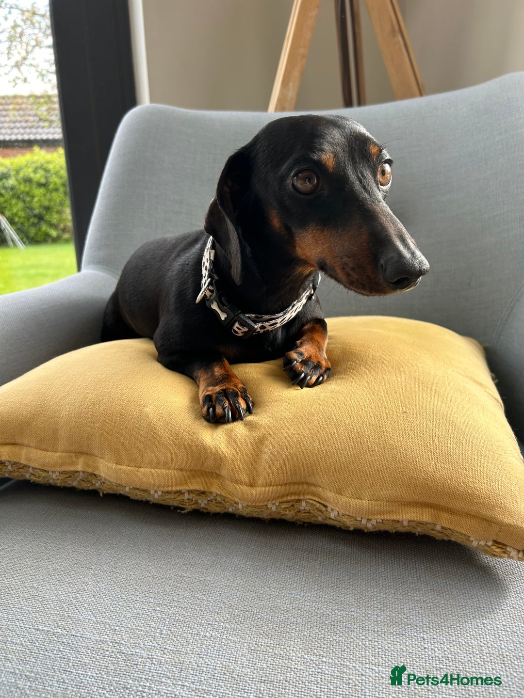 Miniature Dachshund dogs for sale: Quality KC Miniature Dachshund Puppies - Image 15