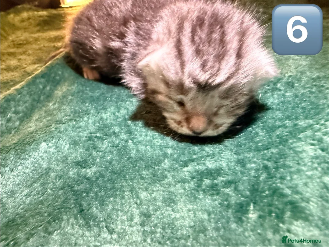 Maine Coon cats for sale: Gorgeous Fluffy Maine Coon Kittens  - Advert 20