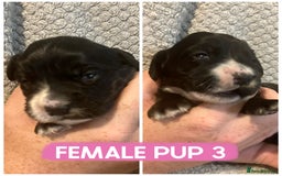 Cocker Spaniel dogs for sale: Cocker spaniel puppies  - Image 4