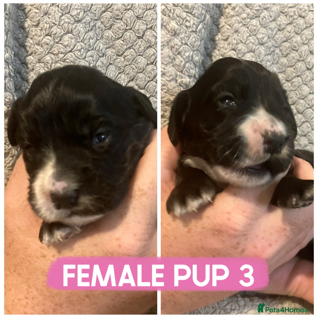Cocker Spaniel dogs for sale: Cocker spaniel puppies  - Image 4