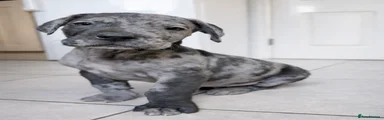 Great Dane Puppy 3