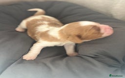 Cavalier King Charles Spaniel dogs for sale: Pugalier Pups ready for their new home!  - Image 19