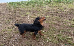 Cocker Spaniel dogs for stud: Black and tan cocker stud dog  - Image 1