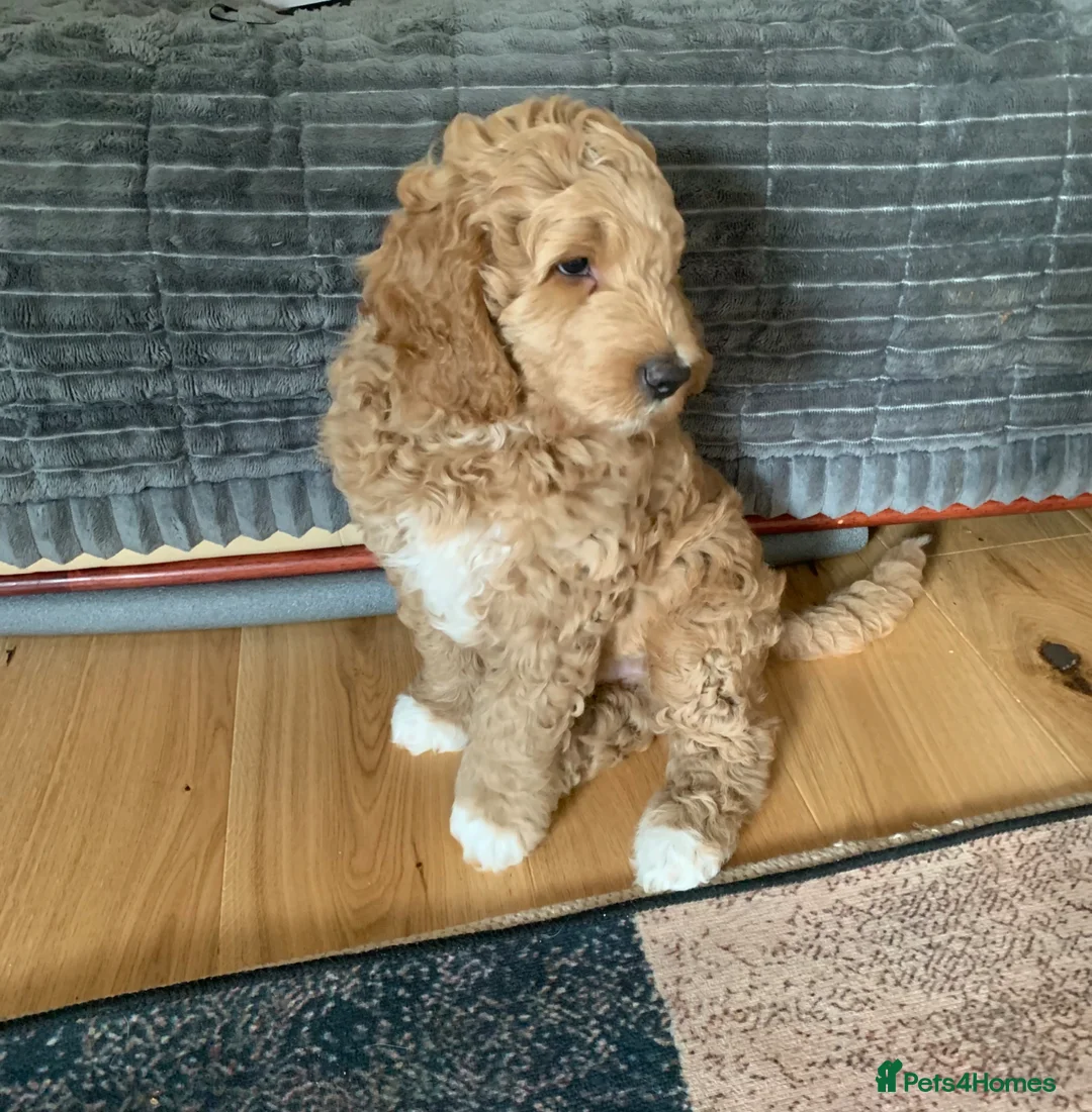 Goldendoodle dogs for sale: Goldendoodle/double doodle - Uno - ready now.  - Advert 2