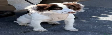 Cocker Spaniel Puppy 1
