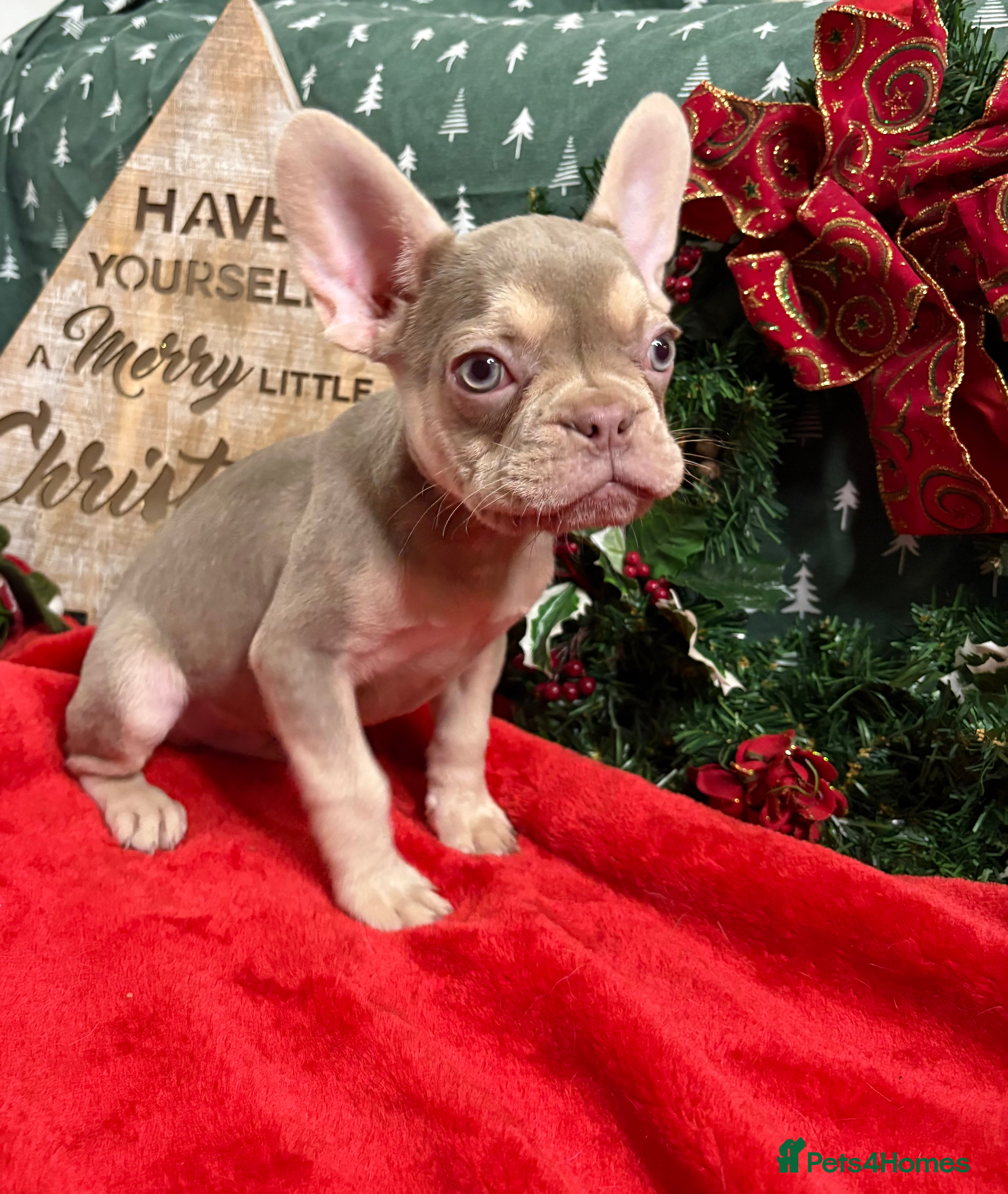 French Bulldog dogs Beautiful FrenchBulldog Puppies - Advert 12