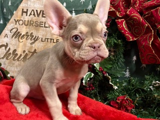 French Bulldog dogs Beautiful FrenchBulldog Puppies - Advert 12