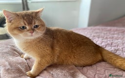 British Shorthair cats for sale: Champion lines for adoption  - Image 17