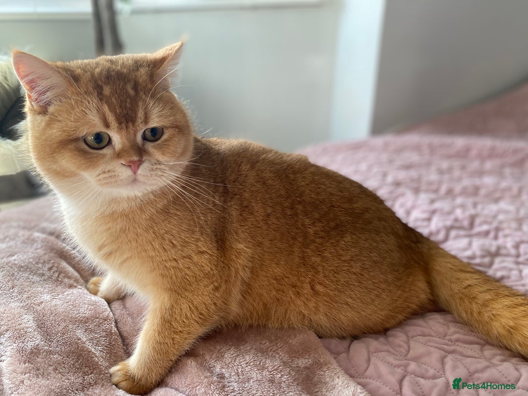 British Shorthair cats for sale: Champion lines for adoption  - Image 17