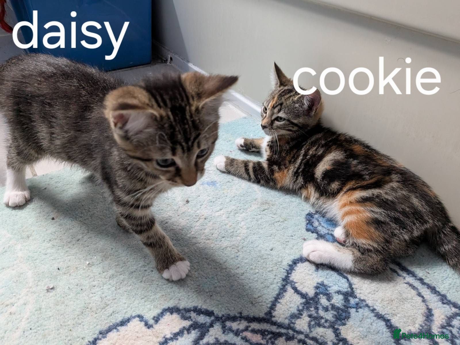 Mixed Breed cats 2 mixed tabby kittens female - Advert 1