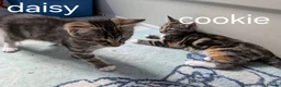 Mixed Breed cats for sale: 2 mixed tabby kittens female in Mansfield - Advert 1