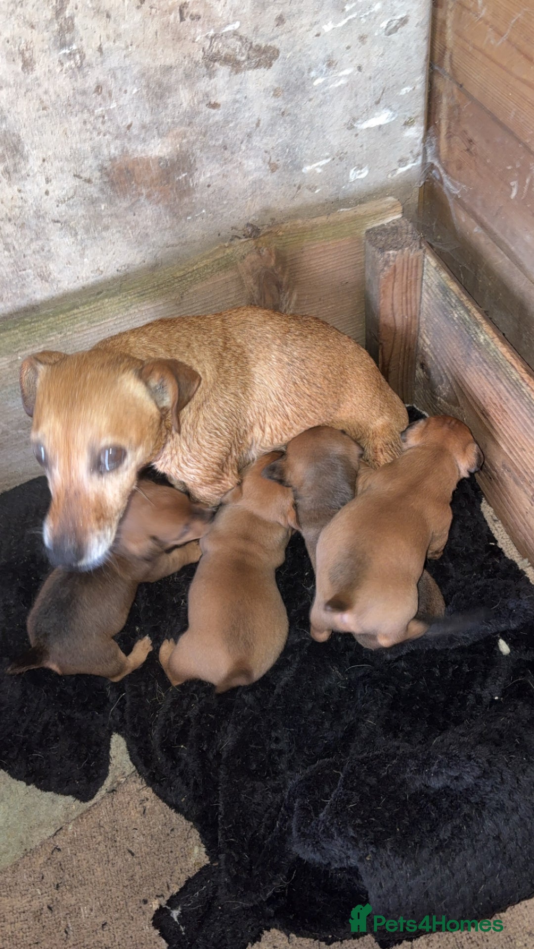 Mixed Breed dogs for sale: Jack russel x Lakeland puppy’s  - Image 5