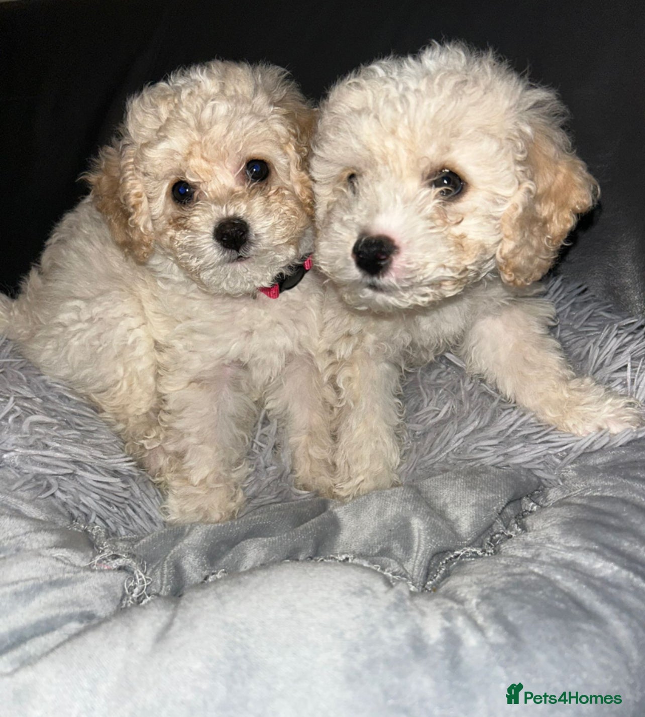 Cavapoochon dogs 2 last remaining cavapoochon pups ready to leave  - Advert 16