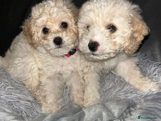 Cavapoochon dogs 2 last remaining cavapoochon pups ready to leave - Advert 2