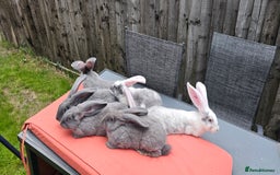 Continental Giant rabbits for sale: Merle colours  , rusian blue fur  - Image 20
