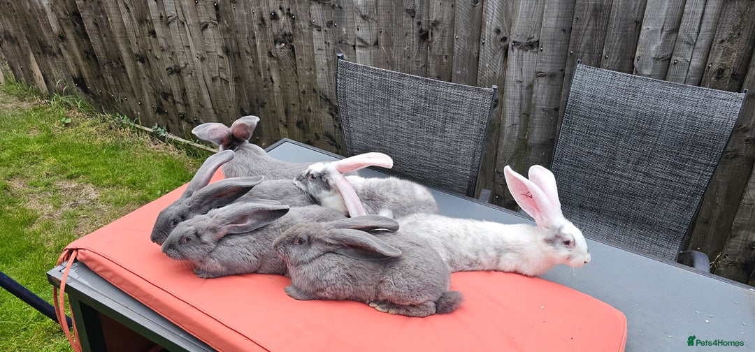 Continental Giant rabbits for sale: Merle colours  , rusian blue fur  - Image 20
