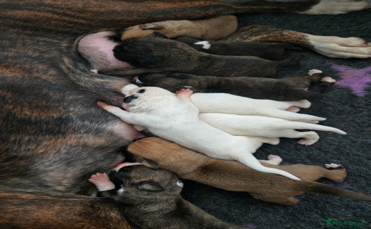 Boxer dogs - Advert 9