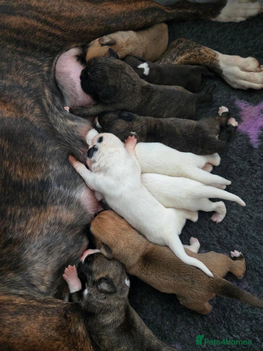 Boxer dogs for sale:  Only 2 girls left... 🥰 - Image 3