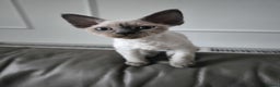 Devon Rex cats for sale: Devon Rex💕Blue Point Lynx Girl🩷Blue Point Boy💙 - Advert 34