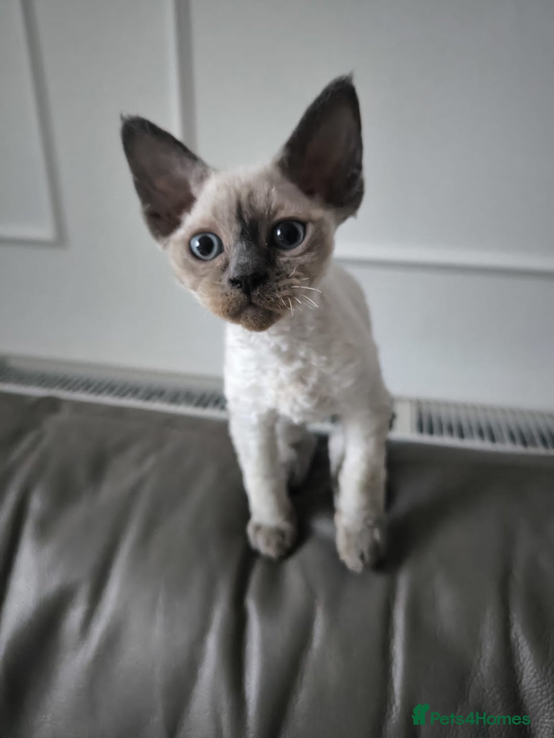 Devon Rex cats for sale: Devon Rex💕Blue Point Lynx Girl🩷Blue Point Boy💙 - Advert 34