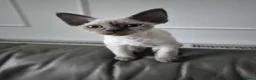 Devon Rex cats for sale: Devon Rex💕Blue Point Lynx Girl🩷 - Advert 35