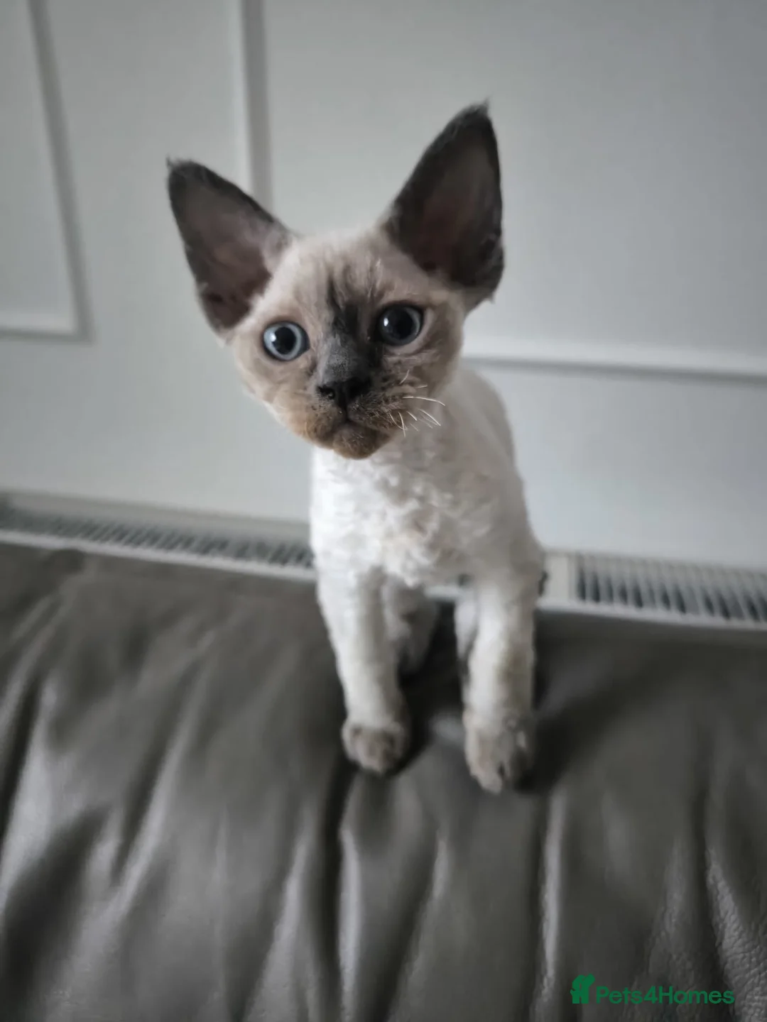 Devon Rex cats for sale: Devon Rex💕Blue Point Lynx Girl🩷 - Advert 35