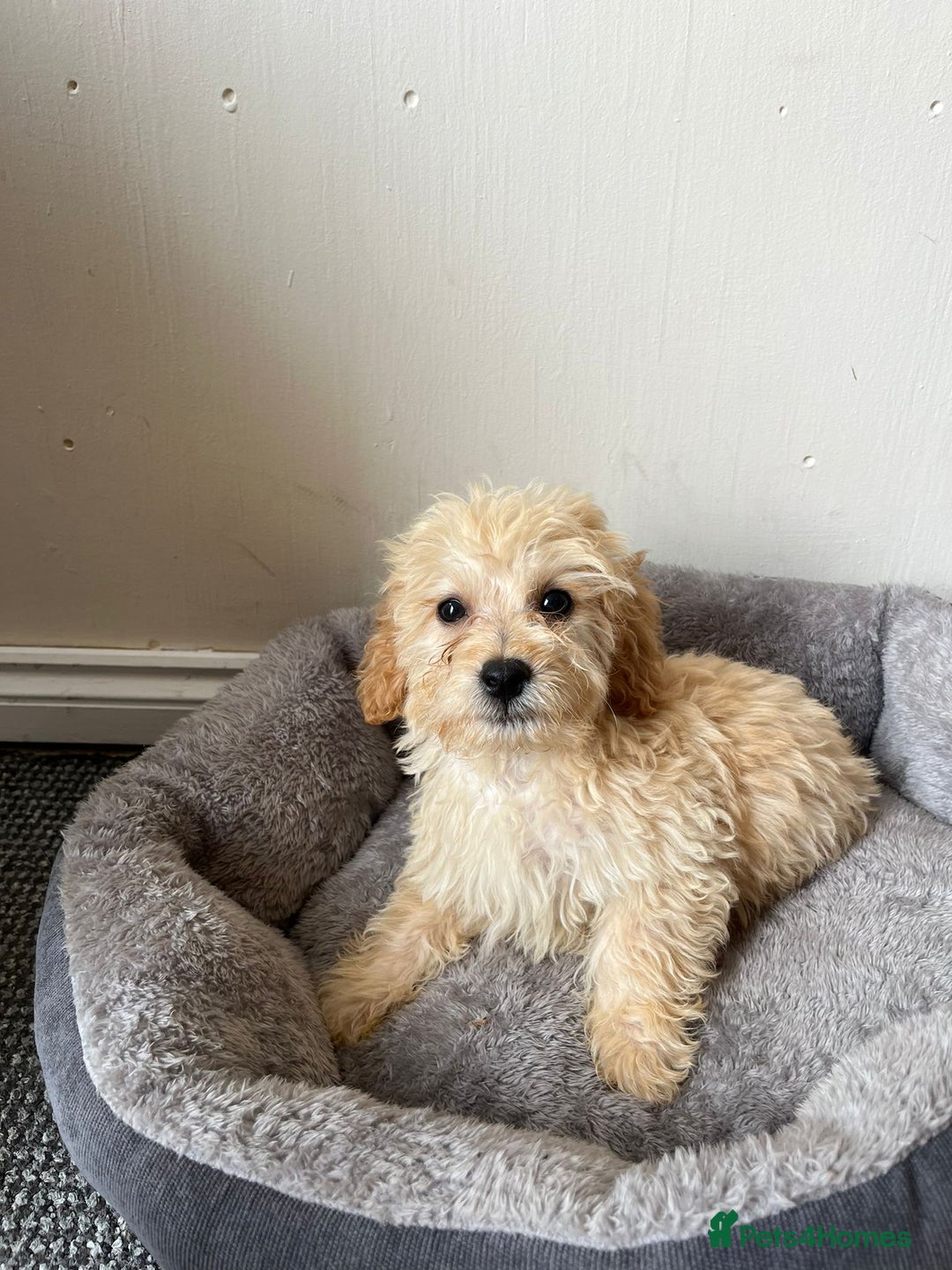 Cavachon dogs for sale: Cavapoochon 3 boys - Image 12