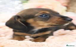Miniature Dachshund dogs for sale: KC Registered Miniature Dachshund Puppies - Image 15