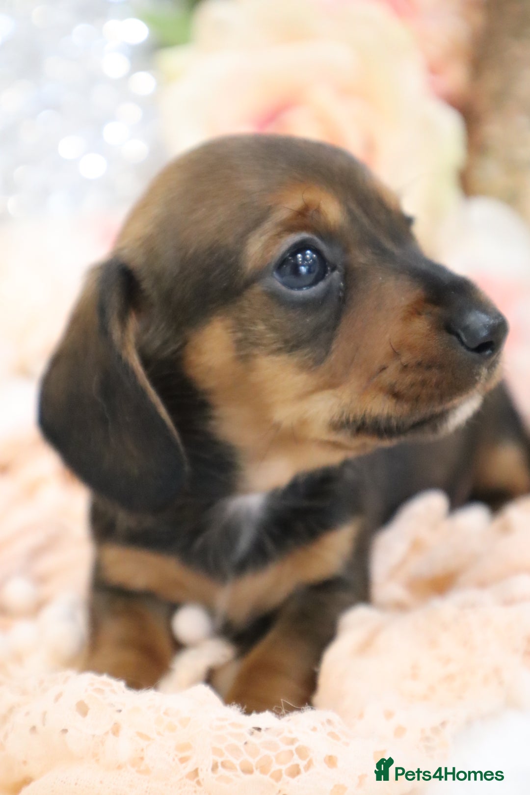 Miniature Dachshund dogs for sale: KC Registered Miniature Dachshund Puppies - Image 15