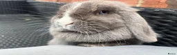 Mini Lop rabbits for sale: Lilac split Pure bred Mini lop female 1 year old  - Advert 5