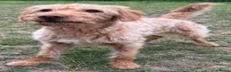 Labradoodle dogs for sale: Henley  - Advert 6