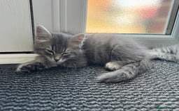 Mixed Breed cats for sale: 5 Siberian Nevada mixed kittens - Image 1