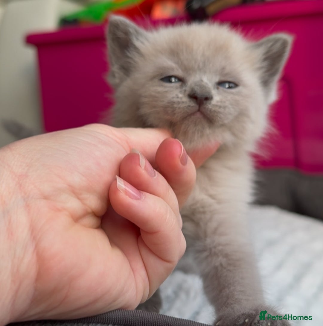 Mixed Breed cats for sale: Stunning Persian x Siamese kittens - Image 16