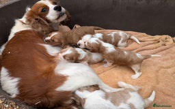 Cavalier King Charles Spaniel dogs for sale: Stunning cavalier puppies  - Image 4