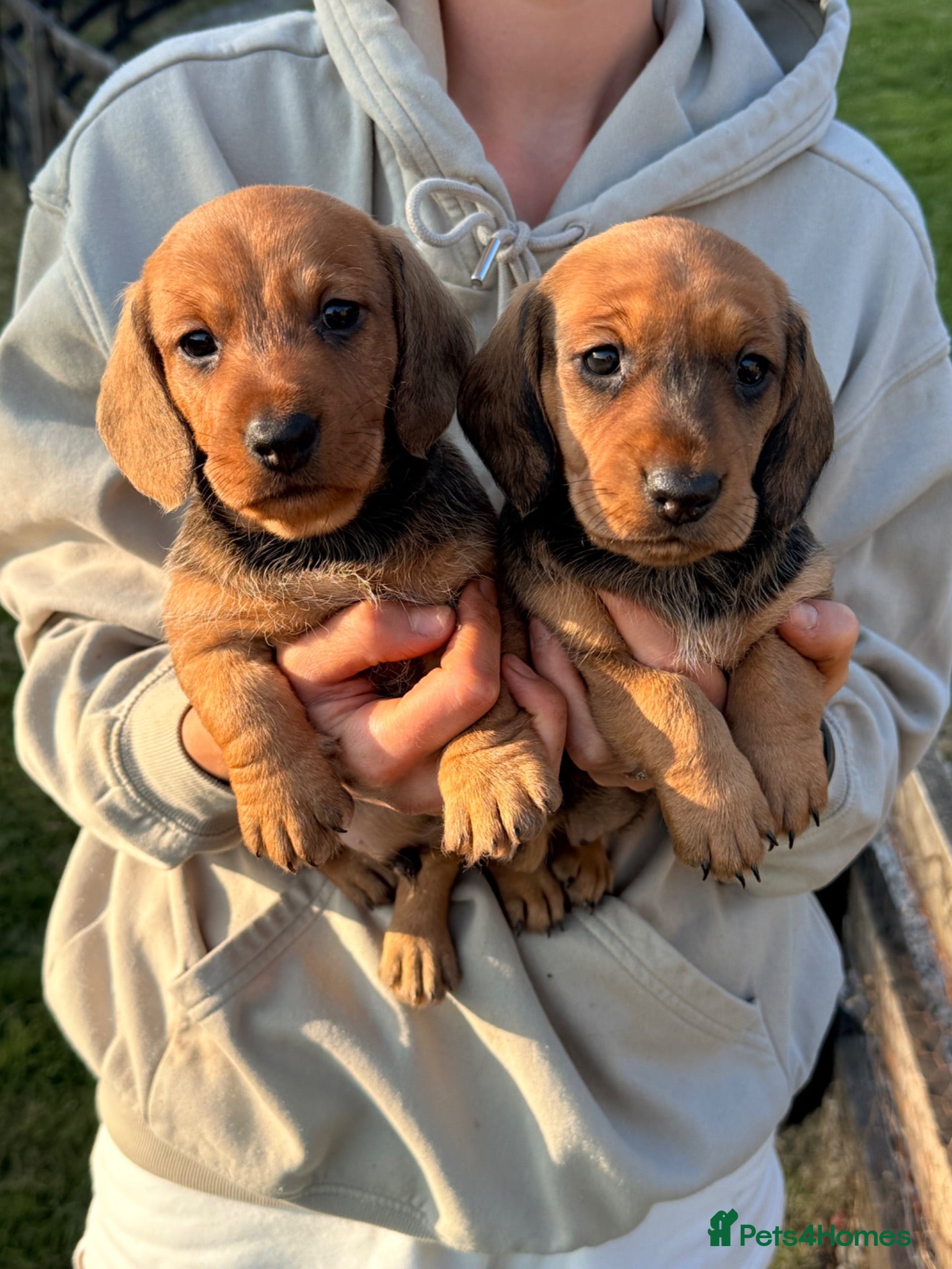 Dachshund dogs RED Working Teckels  - Advert 16
