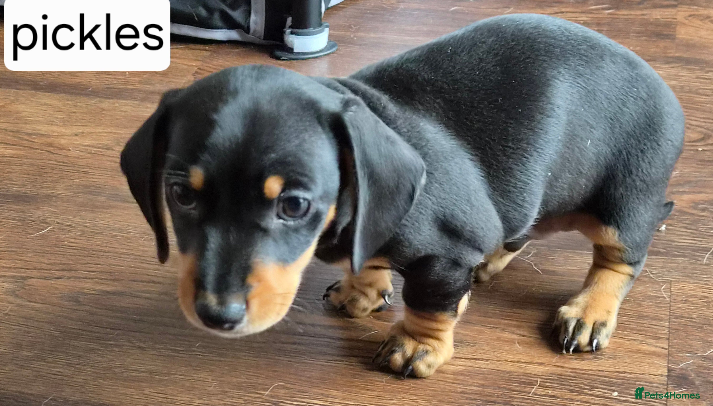 Miniature Dachshund dogs 1 boy black and tan minature left - Advert 15