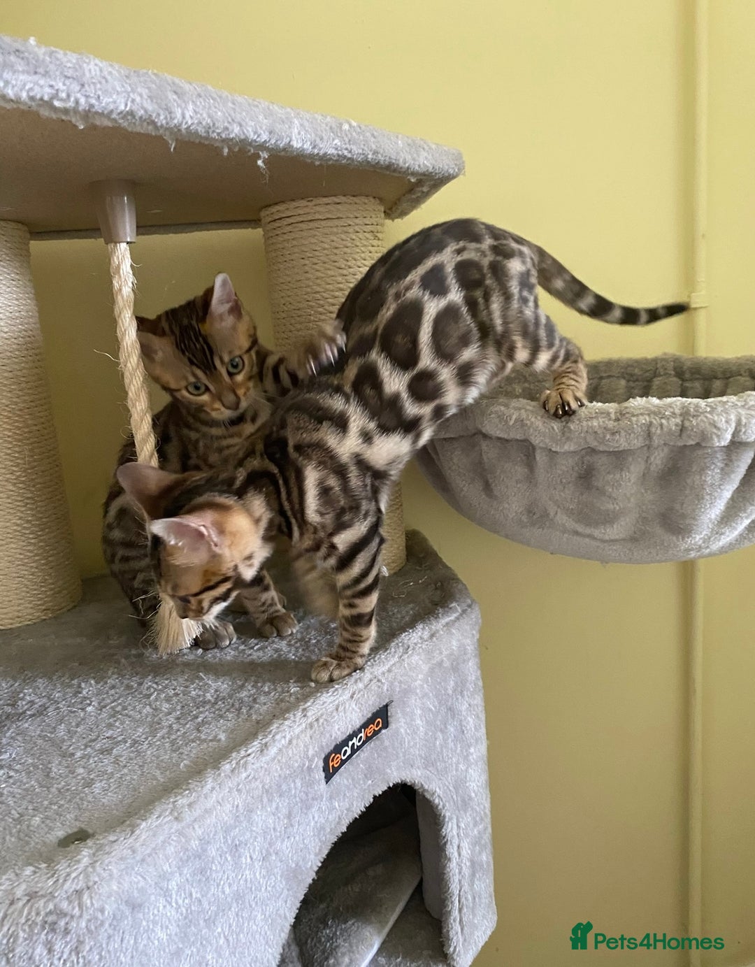 Bengal cats for sale: Beautiful 💜 Health tested TICA Bengal kittens  - Image 10