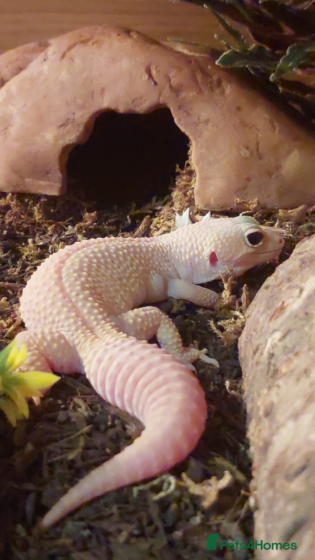 Gallery Image {{count}}