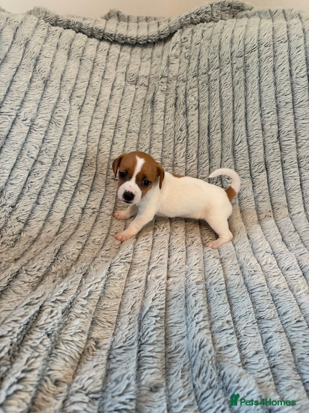Jack Russell dogs for sale: Jack Russell puppies for sale - Advert 8