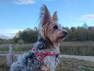 Yorkshire Terrier dogs Yorkshire Terier - Advert 6