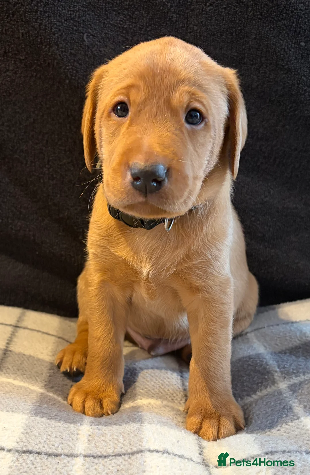 Labrador Retriever dogs for sale: Fox Red Labrador Puppies - Advert 9