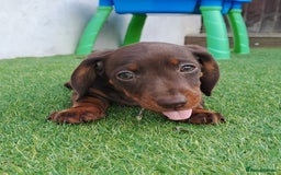 Miniature Dachshund dogs for sale: Miniature dachshund pups - Image 17