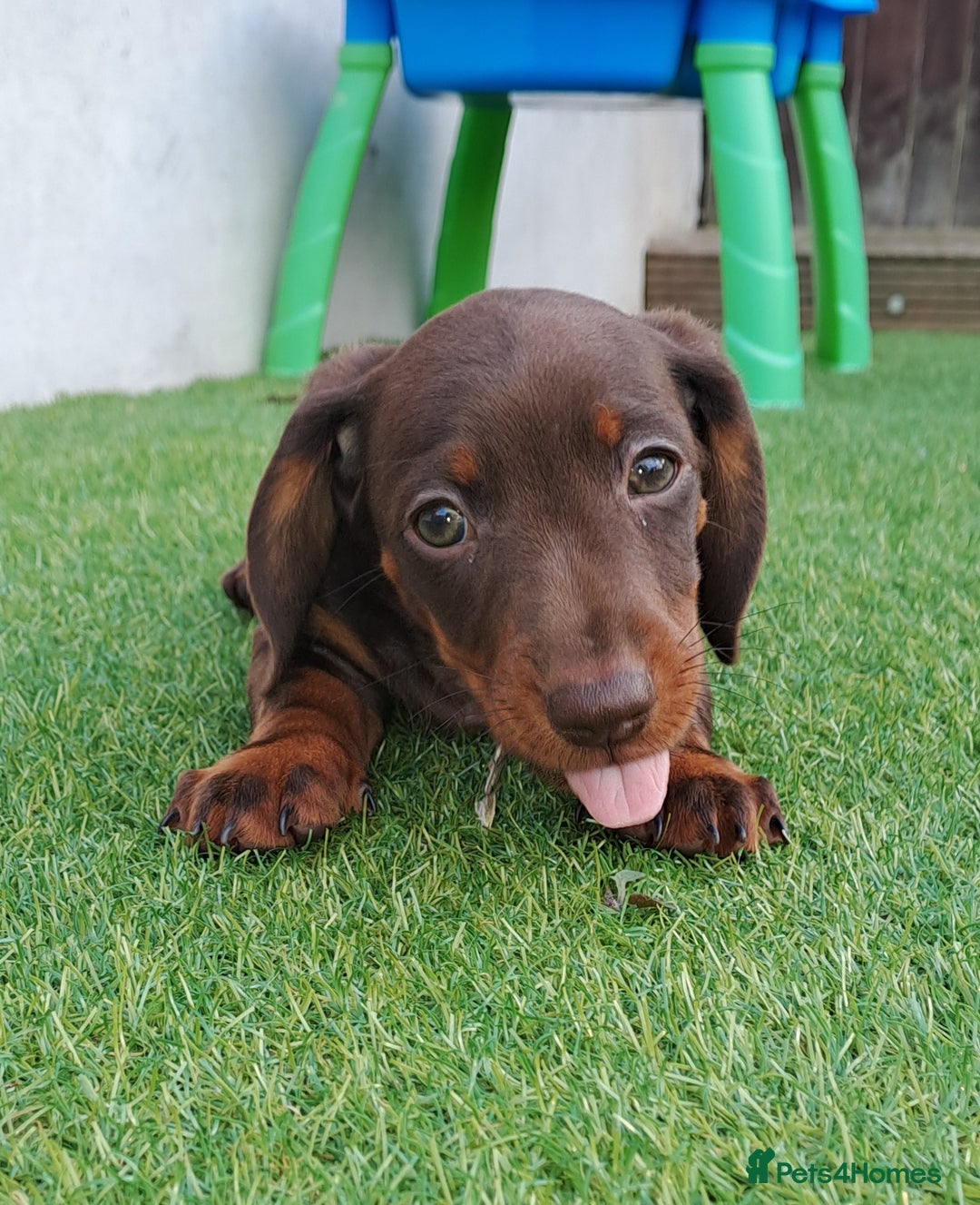 Miniature Dachshund dogs for sale: Miniature dachshund pups - Image 17