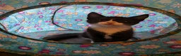 British Shorthair cats for sale: 9 week old kittens both boys  in Stoke-on-Trent - Advert 1